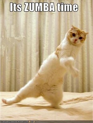 zumbacat.jpg