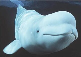 beluga3.jpg