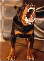 rottweiler.jpg