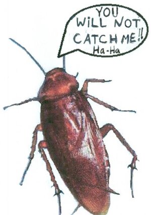 roach+2.jpg
