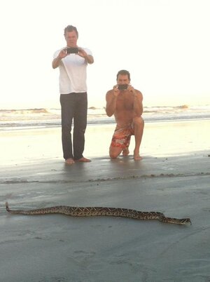 SNAKE_ON_THE_BEACH_PIC_4.jpg SNAKE_ON_THE_BEACH_PIC_4.jpg