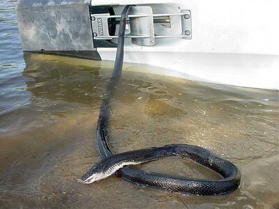 sjsnake.jpg