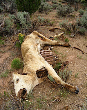 cattle-carcass-300px.jpg