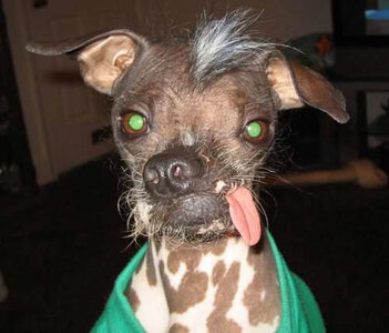 060527.ugliest.dog.jpeg