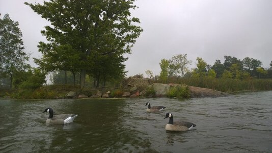 Goose Hunting 2015 - 01.jpg