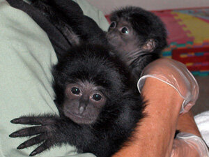 siamang-babies-1.jpg