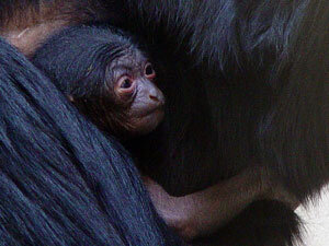 SiamangBaby-05.jpg