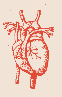 anatomical heart.gif