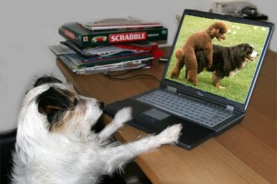 puterdog.jpg