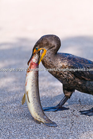cormorant-eating-fish-20120331-IMG-7565.jpg