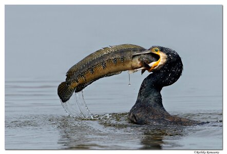 great-cormorant.jpg