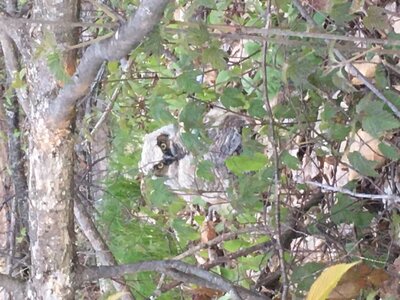 owl.JPG owl.JPG