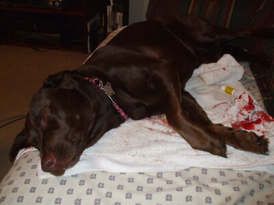 Suede's foot 004.jpg