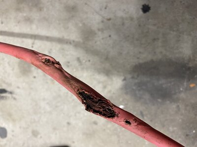 09F45551-ED83-4B11-9881-5F1D17B512A9.jpeg 09F45551-ED83-4B11-9881-5F1D17B512A9.jpeg