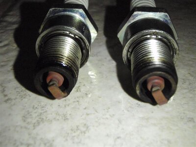 P5280109 (Medium).JPG