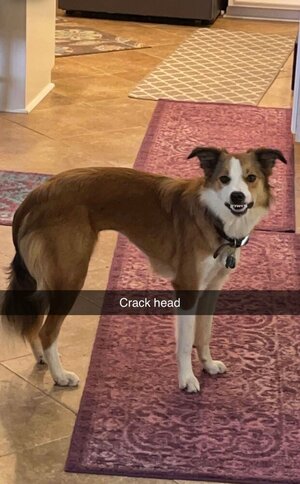 Crackhead.jpg