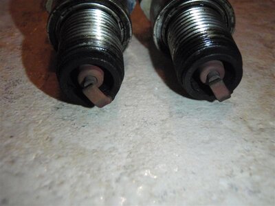 P5290143 (Medium).JPG