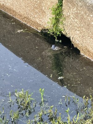 IMG_5001.jpeg