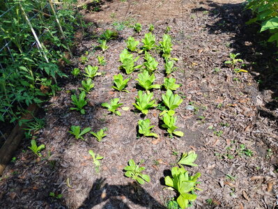image000000 - 2025-06-09T110741.948.jpg