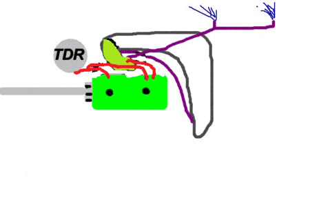 750sx Westcoast Bitch.gif