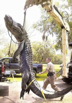 23ft-gtr-fl.jpg