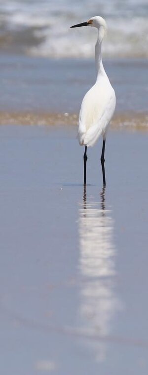 bird1.jpg