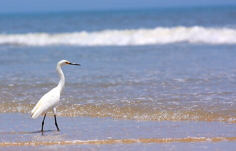bird2.JPG