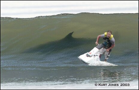sharkattack.jpg