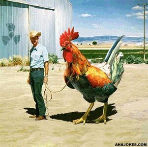 chicken.jpg