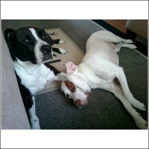 dogs.jpg