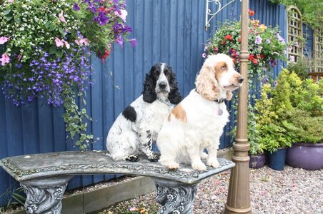 garden n dogs 024.jpg