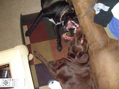 new dogs 032.jpg
