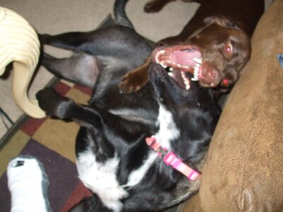 new dogs 009.jpg