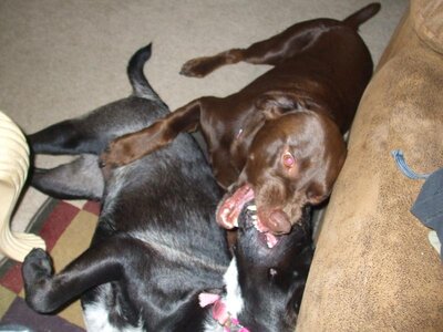 new dogs 011.jpg