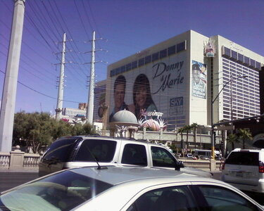 flamingo on the strip.jpg