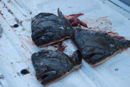 fish%20heads.jpg