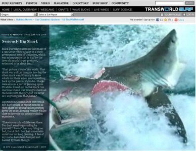 shark.jpg