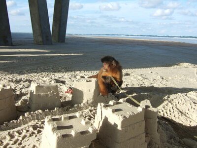 2007_0728bubbabeach0020.jpg