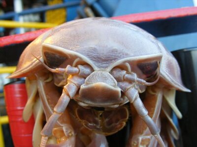 ROV_Hitchhiker_2.jpg