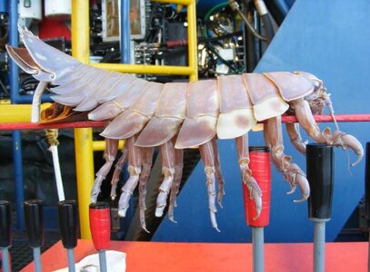 ROV_Hitchhiker_1.jpg