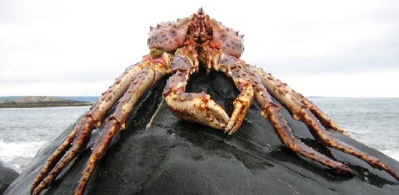king_crab_rock.jpg