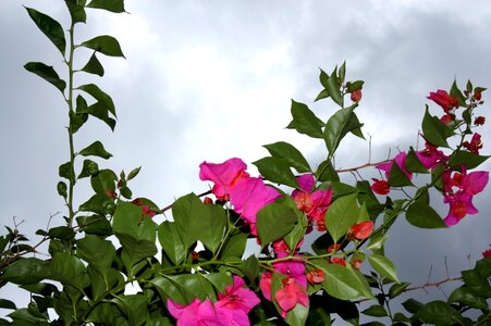 IMG_1068c1.JPG