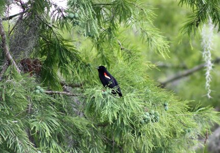 IMG_1618c1.JPG