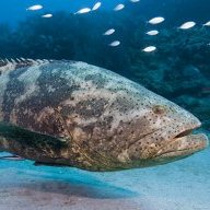 Grouper