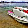 River_shark